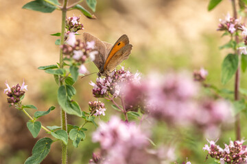 Close-up of a Maniola jurtina on a wildflower