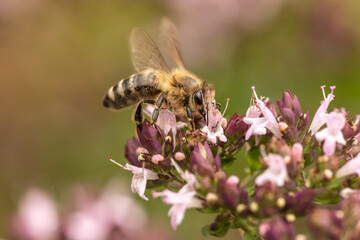 Close-up of a bee collecting nectar on a garden flower