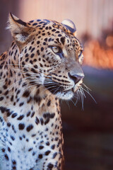 Portrait ceylon leopard