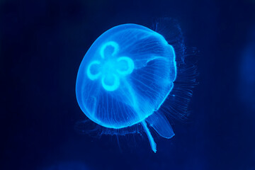 jelly fish in the sea