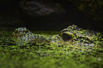 crocodile  in the water