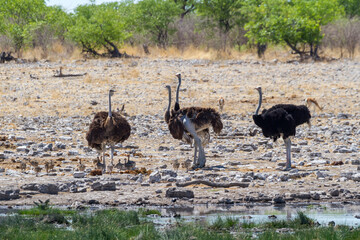 Naklejka premium Straußengruppe, Etosha-Nationalpark, Namibia