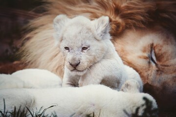 white lion cub