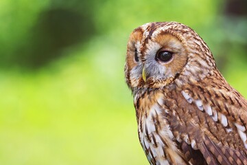 great horned owl