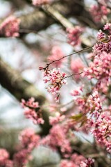 pink cherry blossoms