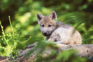 wolf in the forest