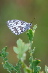 Satyridae / Orman Melikesi / / Melanargia galathea