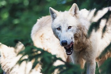 Obraz na płótnie Canvas arctic wolf canis lupus