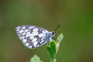 Fototapeta premium Satyridae / Orman Melikesi / / Melanargia galathea