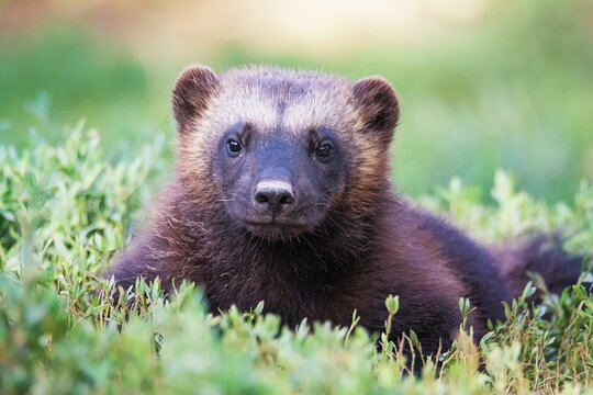 Wolverine Animal Images – Browse 4,016 Stock Photos, Vectors, and Video |  Adobe Stock