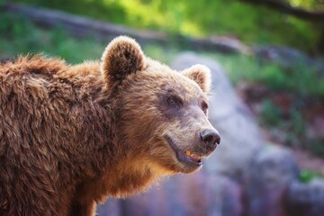 Naklejka na ściany i meble kamchatka brown bear portrait