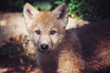 portrait of a wolf