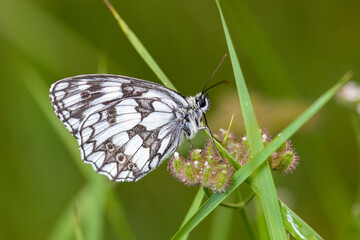 Satyridae / Orman Melikesi / / Melanargia galathea