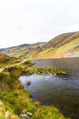 Fototapeta na wymiar Lily pads in Cwmorthin Lake in hanging valley.
