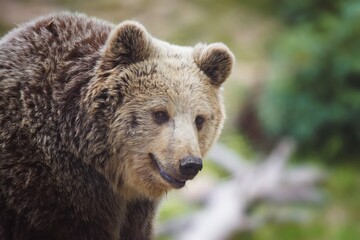 Fototapeta premium brown bear portrait