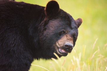 Fototapeta premium baribal bear in the woods