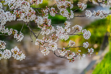 五条川の桜