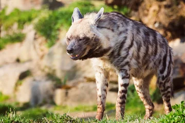 Papier Peint photo Lavable Hyène hyène à l& 39 état sauvage