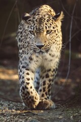 portrait of a persian leopard