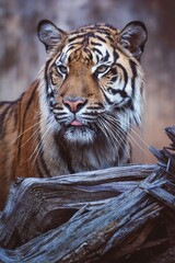 portrait of a sumatran tiger