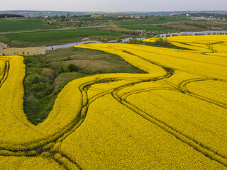 Fototapeta premium Aerial view of Blooming rapeseed field, Bulgaria