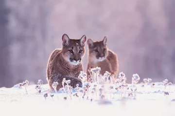 Raamstickers american cougar in winter © Sangur