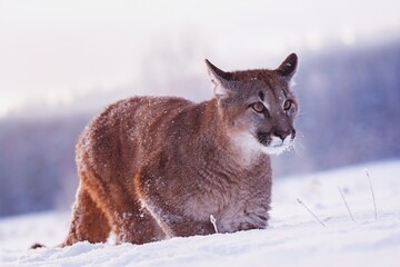 Naklejka premium american cougar in winter