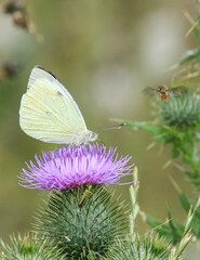 white butterfly on thistle flower