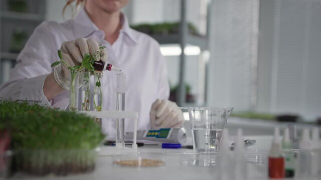 bio laboratory, woman ecologist is studying genome modification of plant and dripping reagent into test tube with water to study reaction, close-up