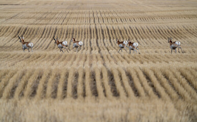 Pronghorn Antelope Saskatchewan