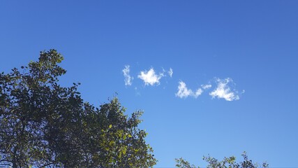 Obraz premium trees in the sky