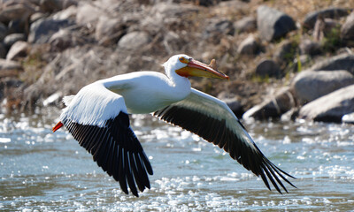 American Pelican Saskatchewan