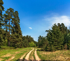 dirt road in a pine forest on a sunny summer day