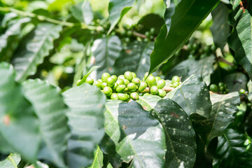 dramatic image of green coffee beans growing on coffee plants high in the caribbean mountains of the dominican republic.