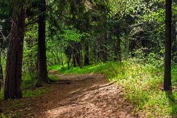 Obraz premium dirt road in the forest on a sunny summer day