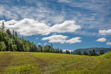Large green field and evergreen forest with mountains blue sky and white clouds in the background