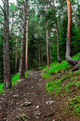 walking trail in a coniferous forest on a summer day