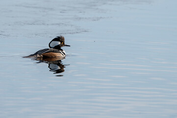 Hooded Merganser Ducks