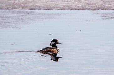 Hooded Merganser Ducks
