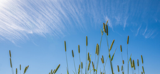 Long grass straws against a deep blue sky with feathery clouds