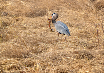 Great Blue Heron