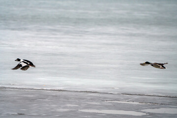 Hooded Merganser Ducks