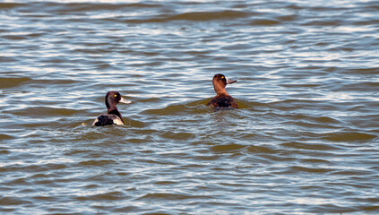 Goldeneye Ducks Saskatchewan