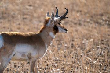 Pronghorn Antelope Saskatchewan