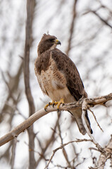 Hawk in Saskatchewan