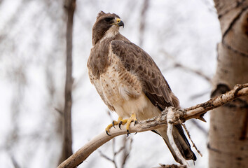 Hawk in Saskatchewan