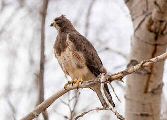 Hawk in Saskatchewan