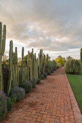 Camino de ladrillo rojo y valla de cactus al atardecer en hacienda mexicana 