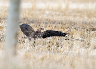 Hawk in Saskatchewan