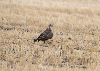 Hawk in Saskatchewan